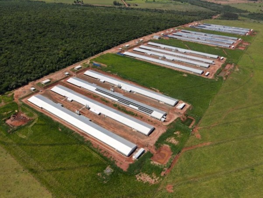 Japorã ultrapassa marca de 1 milhão de aves e amplia setor avícola